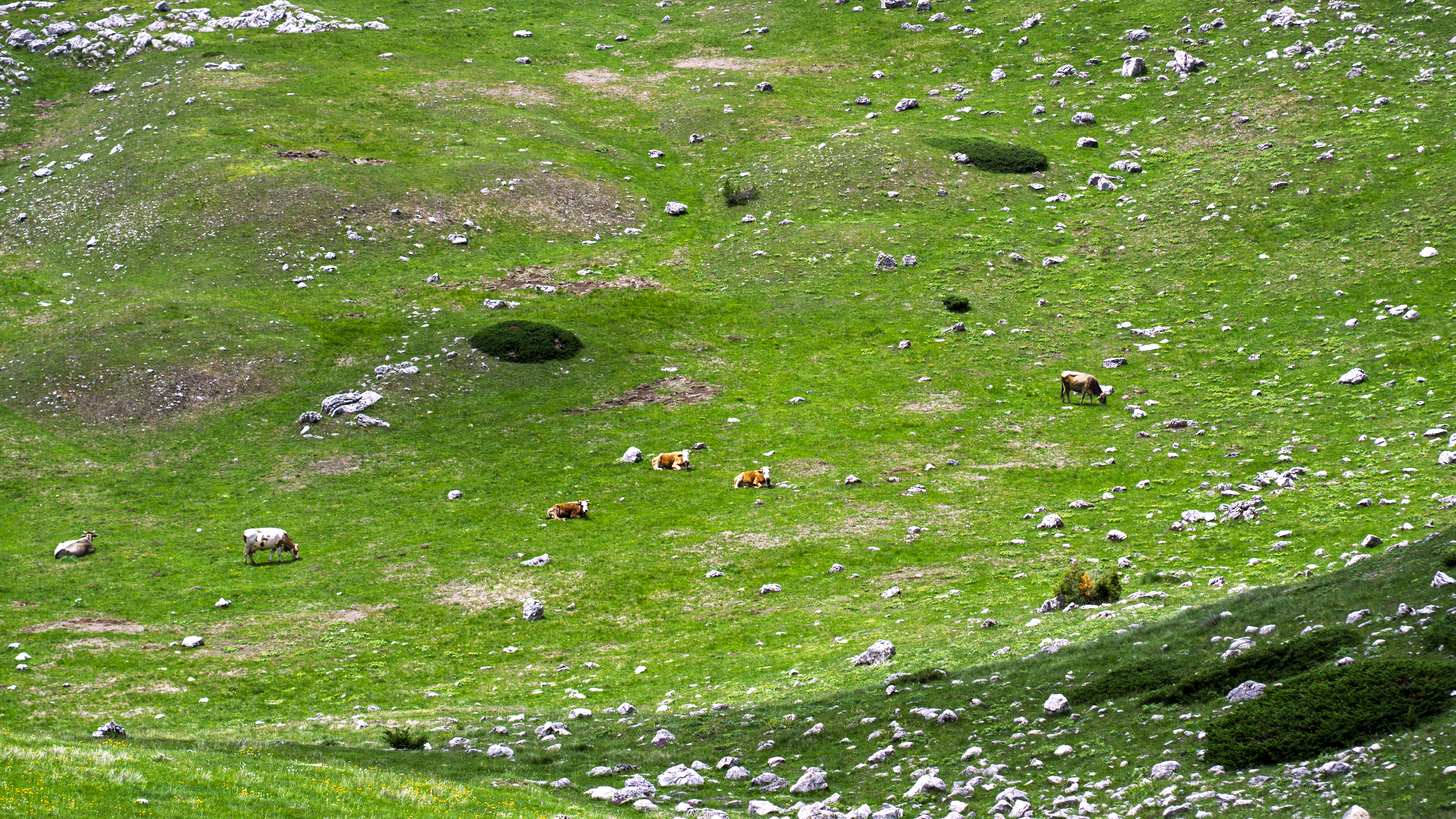 Alpine pastures on Bjelasica — cattle grazing on highland meadows